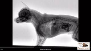 Veterinary Fluoroscopy  Watch the Swallow [upl. by Ardnasela]