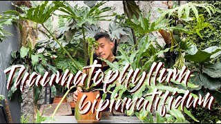 Thaumatophyllum Bipinnatifidum Care Tips and Repotting  WITH SATISFYING UPDATES [upl. by Colvin]