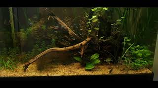 South America biotope [upl. by Litt]