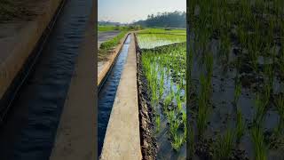 Suling sunda merdu viralvideo fbpro xyzbca sawah [upl. by Fugazy]