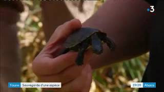 Les tortues cistudes réintroduitent à Lauterbourg [upl. by Nannoc]