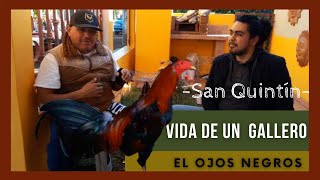 GALLEROS PROFESIONALES  FILOSOFIA DE VIDA Y TRAYECTORIA DE UN GALLERO  IMPERIO DE GALLOS ✔ [upl. by Selina]