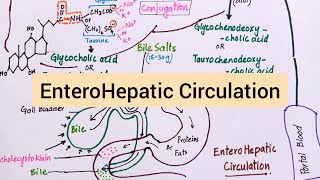 Enterohepatic Circulation of Bile Salts [upl. by Colver]