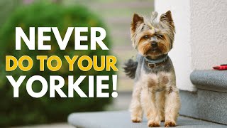 5 Things You Must Never Do to Your Yorkshire Terrier [upl. by Blunt286]