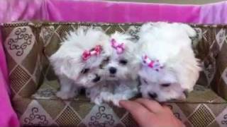 Tiny Teacup Maltese Puppies PERFECTION [upl. by Nyllewell]