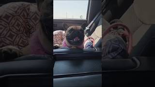 When Your Dogs Breathing Matches The Idle Of Your Truck funny duramaxdiesel frenchbulldog funny [upl. by Ocirled]