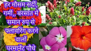 All Sessions Flowering plants हर मौसम गर्मीसर्दी बरसात साल के 12 महीने फूल देने वाले पौधे [upl. by Ainsworth]