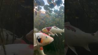 Mujhe Koi Fish Pasand Nahi  I Hate Koi Fish in Aquarium fish koi shorts [upl. by Kramer]