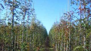 Sap Trees Sorbus Joseph Rock 810cm girth [upl. by Aserahs]