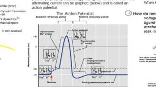 Part 2 How Neurons Make Decisions The UmbrElla Metaphor [upl. by Tanaka]