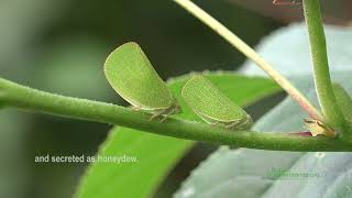 Coneheaded Planthoppers Acanalonia conica on Passion Flower [upl. by Gorrono]