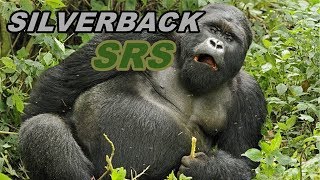 CsyPanther Silverback SRS Sport  Unboxing [upl. by Kirk]