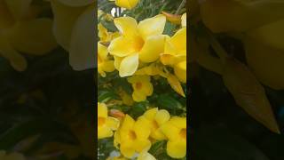 Allamanda cathartica jazmín de Cuba trompeta de oro enredadera flores lasplantasdeteresa [upl. by Rekyr]