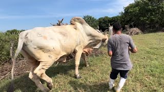 Toro bravotoro indubrasil dante casi golpea a Miguel [upl. by Aydiv]