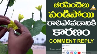 How to stop fruit drop in Ridge gourd  Fruit drop problem solved Ridge Gourd Cultivation  Airaa [upl. by Myrah425]