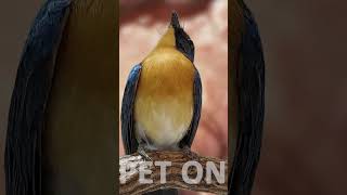 Tickells blue flycatcher Singing E24 birdsinging flycatchers tledekangunung [upl. by Emmaline]