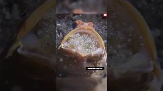 Male Jaw Fish Hold Egg in His Mouth ‼️😱jawfishfacts shortsviral [upl. by Enitsej]