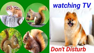 Squirrel Video for dogs to Watch  Entertain Your Feline Friend [upl. by Aenahs]