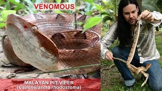 Handling the Malayan Pit Viper [upl. by Evante590]