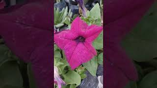 Arbus precatorius gardenflowers flowers gardening garden nature [upl. by Standush]