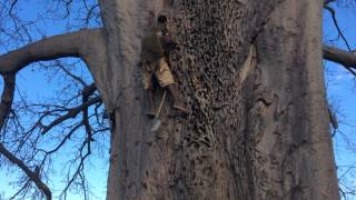 Hadzabe Climb Baobob Tree to Get Water [upl. by Drusilla823]