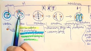 MITOZA I PODZIAŁY KOMÓRKOWE 4c2n liczba chromosomów o co chodzi [upl. by Aciraj]