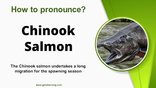 How to pronounce Chinook Salmon Correctly in English [upl. by Eimmij]