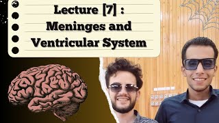 CNS Anatomy Lecture 7 Meninges amp Ventricular System Dr Ibrahiem Antar [upl. by Eanel]