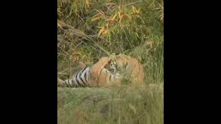 Tadoba Tigar Reserve  National Park  Wildlife Sanctuary  Jungle Safari  Maharashtra [upl. by Itirp134]