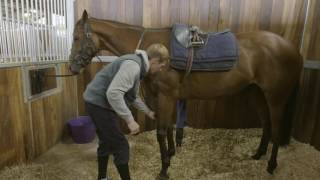 How To Tack Up A Racehorse HorseHowTo [upl. by Atnohs]