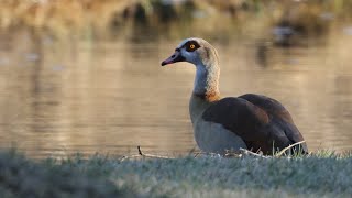 Eine Nilgans [upl. by Audwen12]