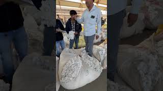 talaja agriculture apmcgondal rajkot streetfood apmc garbadance farming apmcrajkot [upl. by Eldnek]