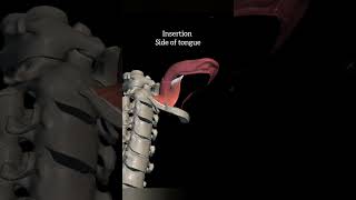 hyoglossus muscle muscle of tongue with origin insertion Nervesupply actionshead and neck anatomy [upl. by Fin522]