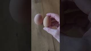 Did I get an egg from one of my pullets [upl. by Lynnworth]