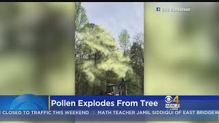 Pollen Explodes From Tree [upl. by Ymled]