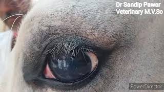 Eye worm operation in horse [upl. by Elaen687]