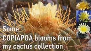 COPIAPOA cactus blooms amp cultivation tips from my collection cacti cactus copiapoa cactusbloom [upl. by Aruasi203]