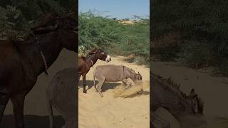 Big black Donkeys animal shortsviral youtu [upl. by Llertram]