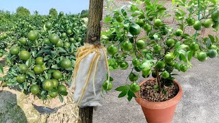 Ten tu propio limonero en casa con este método tendrás cientos de limones en maceta [upl. by Sarad]