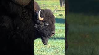 Big Bison in The Arsenal Wildlife Refuge near Denver Colorado [upl. by Annalise]