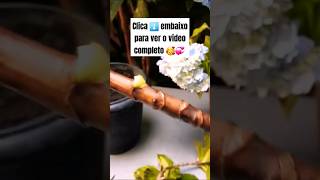 👉 FAÇA MUDAS DE HORTÊNSIA FÁCIL SEM GASTAR NADA 😘🌺🌱 flores viral feedinscritos feedreels [upl. by Hadihahs]