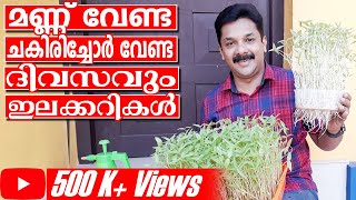 Microgreens at Home  ദിവസവും ഇലക്കറികൾ നമ്മുടെ വീട്ടിൽത്തന്നെ ഉണ്ടാക്കിയെടുക്കാം [upl. by Elaine]