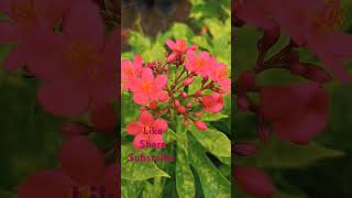 Jatropha Red Blooming Plant [upl. by Thompson677]