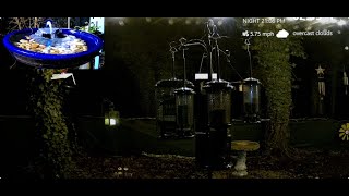 LIVE  Nightly Bird Baths Chimes amp Random Wildlife nature asmr night nightsounds [upl. by Okiam740]