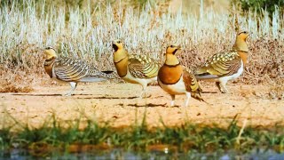 Pintailed Sandgrouse plumage changes over time unique masterpiece in sandy and desert lands [upl. by Narba]