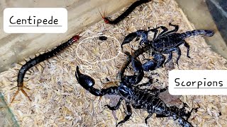 What Will Happen When Hungry Scorpion Saw Centipede [upl. by Yrek]