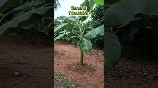 🍌Our Banana plantation 🥒🍐🍌youtubeshorts shortvideo shortsfeed [upl. by Eniamart]