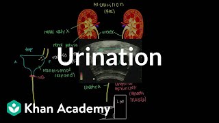 Urination  Renal system physiology  NCLEXRN  Khan Academy [upl. by Nuaj]