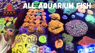 Buying NEW 😍 CORALS 🪸 for my SALTWATERPOND from ALL AQUARIUM FISH aka REEF CANDY 🤙🏽 SWS reefer [upl. by Acile488]