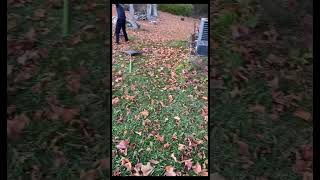 Before and after if raking leaves [upl. by Nallac]